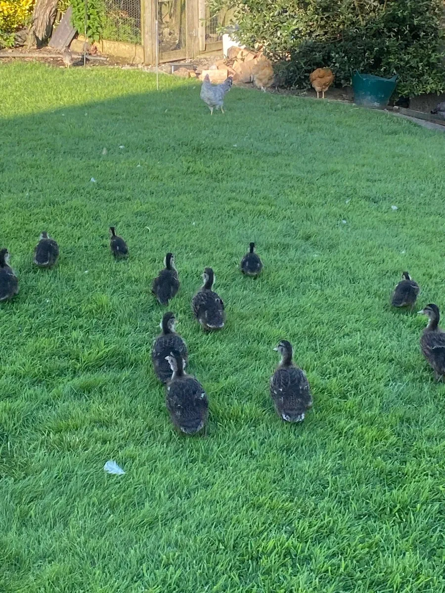 Mallard Ducklings - Image 4