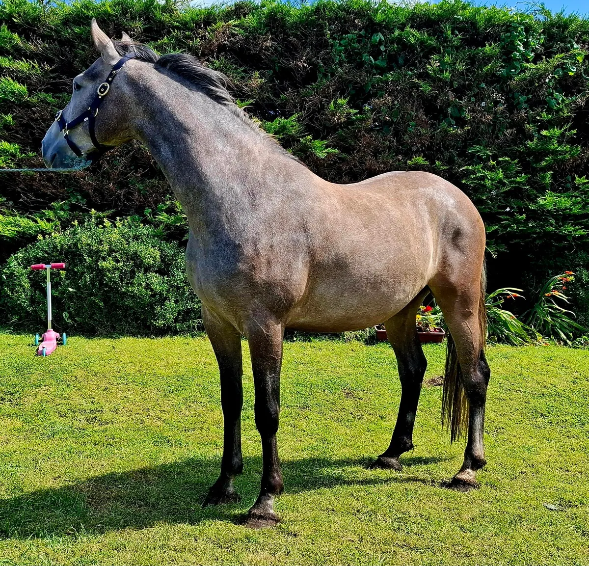 Stunning 4 year old - Image 1