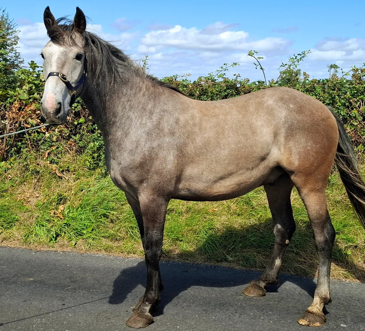 Stunning 4 year old - Image 2