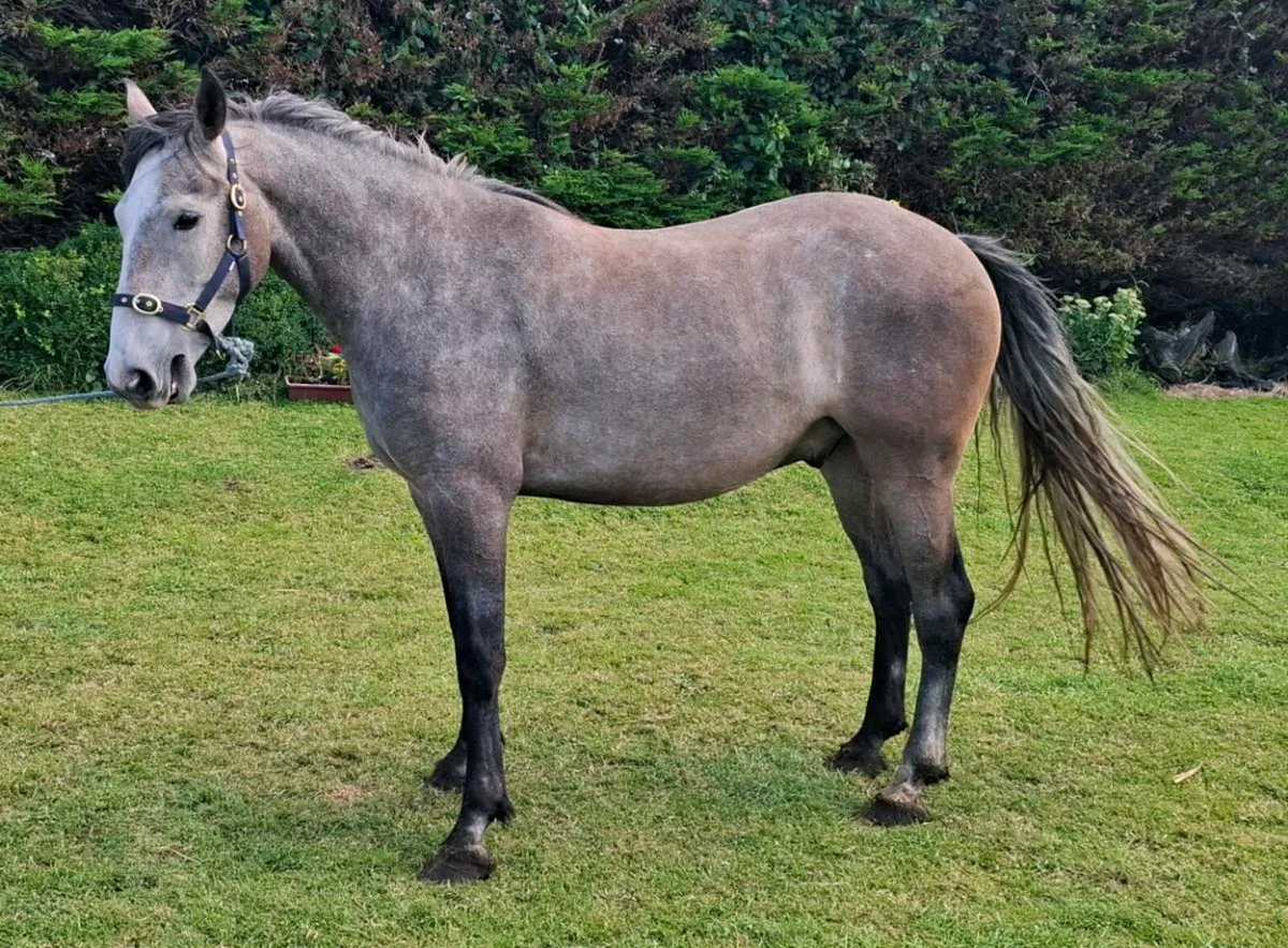 Stunning 4 year old - Image 3