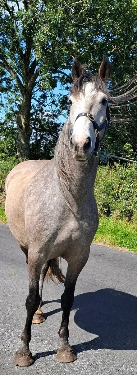 Stunning 4 year old - Image 4