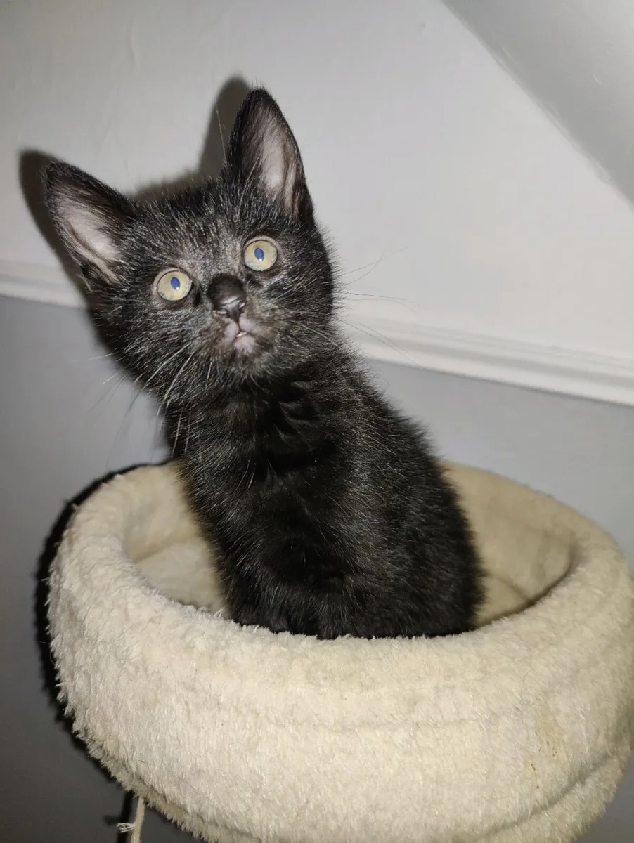Baby Kittens - Image 1