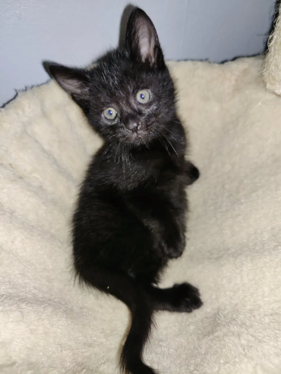 Baby Kittens - Image 3
