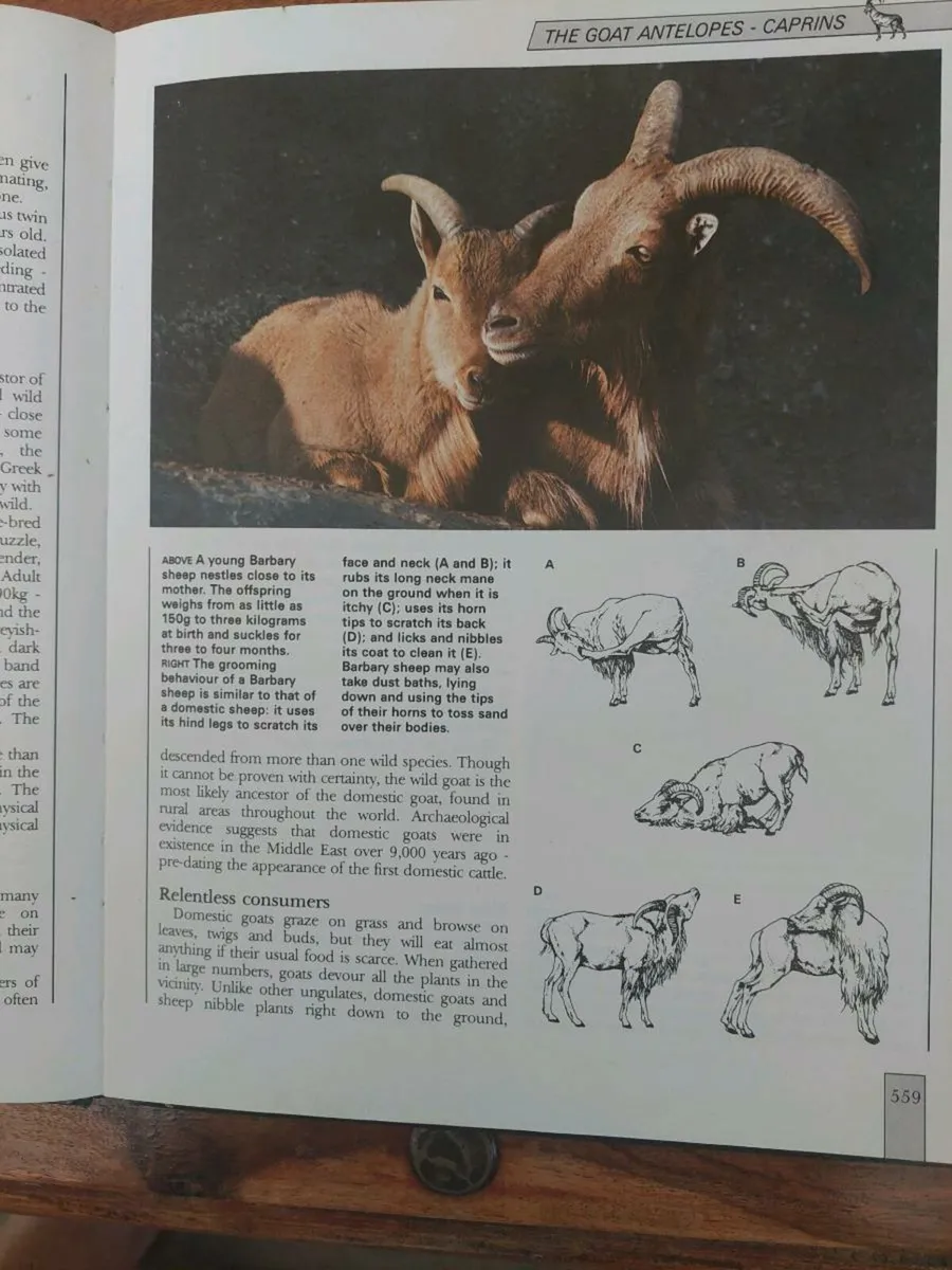 Wildlife illustrated encyclopedia - Image 3