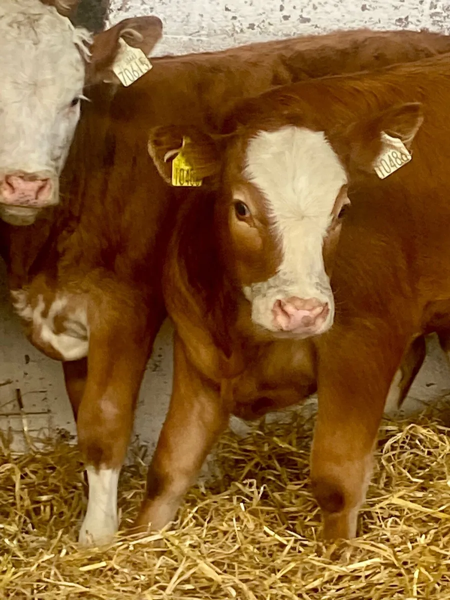 4 TOP QUALITY SIMMENTAL HEIFER RUNNERS - Image 1