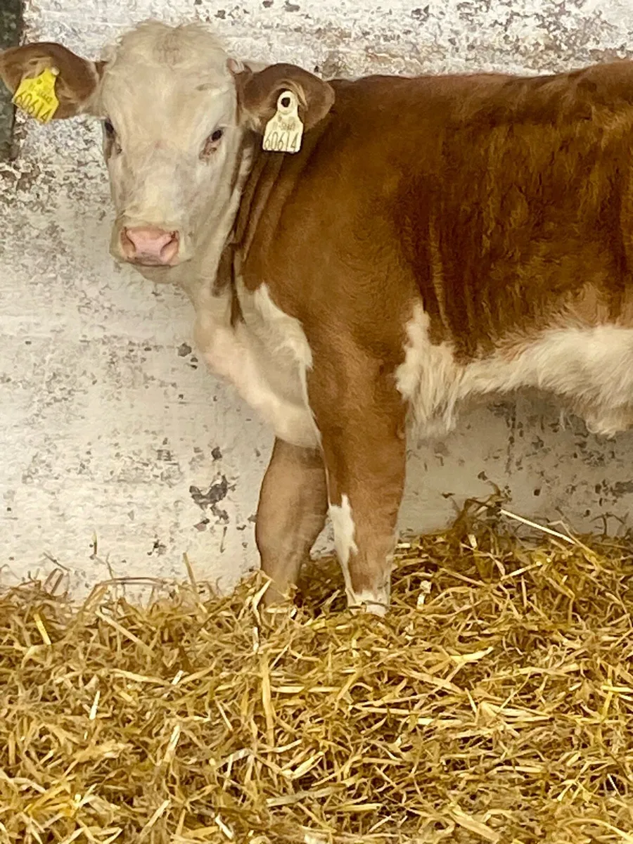 4 TOP QUALITY SIMMENTAL HEIFER RUNNERS - Image 3