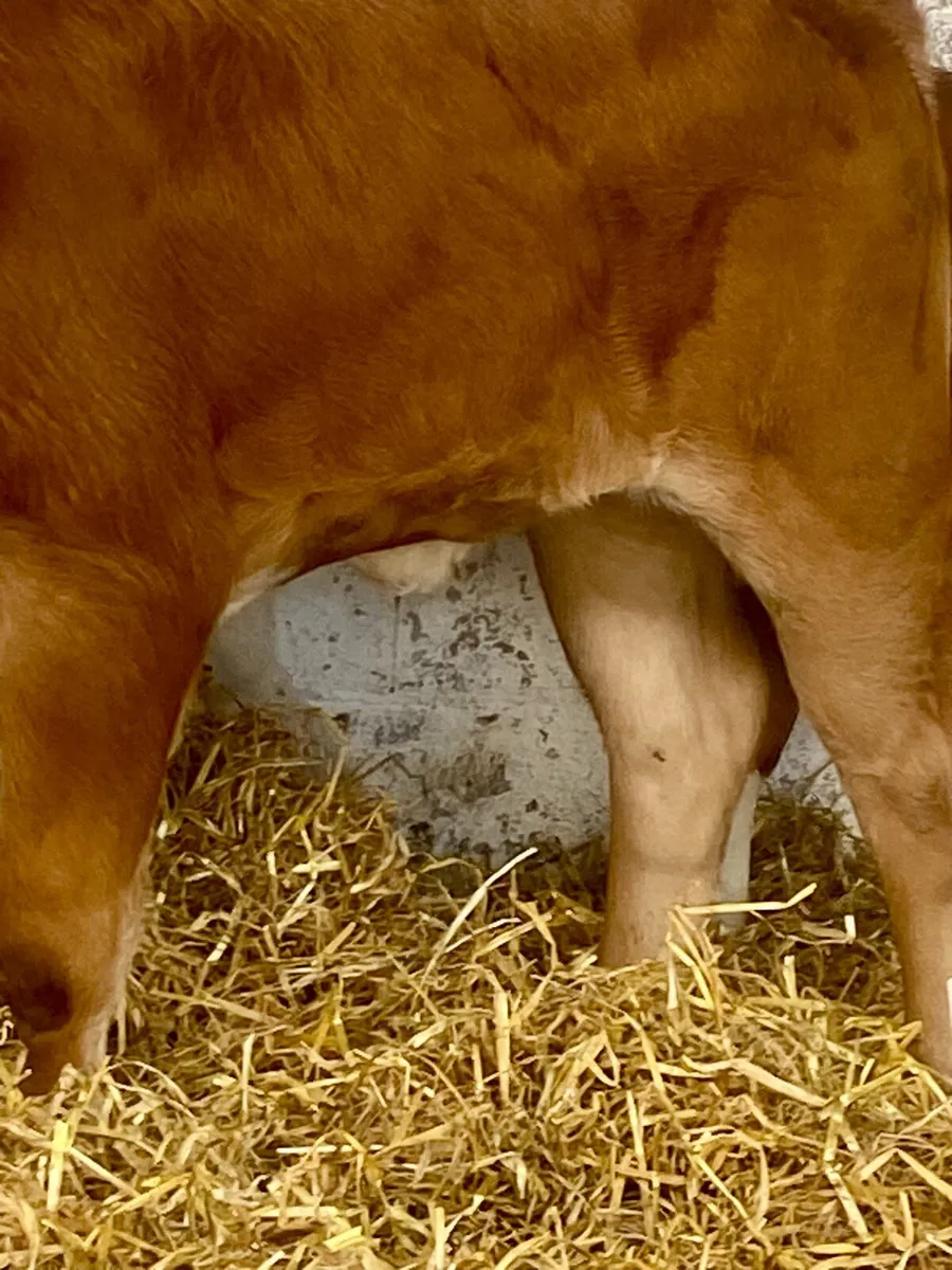 4 TOP QUALITY SIMMENTAL HEIFER RUNNERS - Image 4
