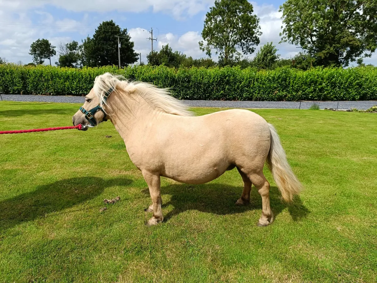 Palamino Falabella Miniature Mare - Image 1