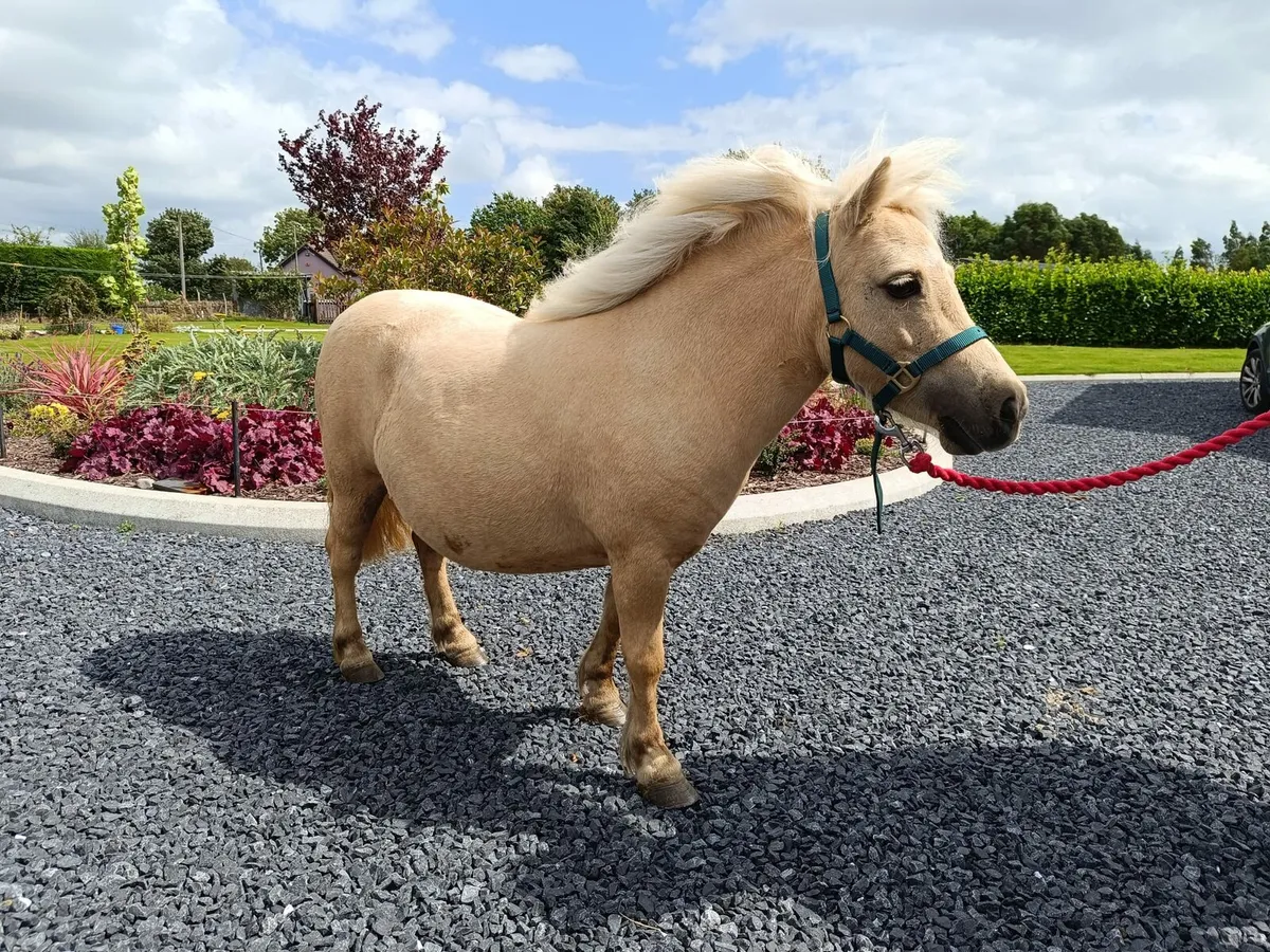 Palamino Falabella Miniature Mare - Image 2