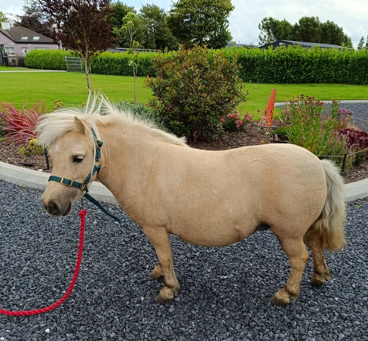 Palamino Falabella Miniature Mare - Image 3
