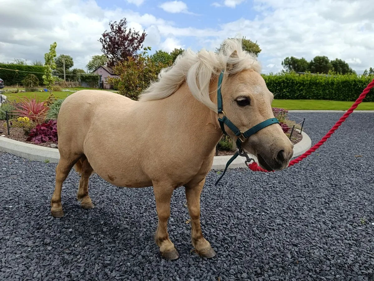 Palamino Falabella Miniature Mare - Image 4