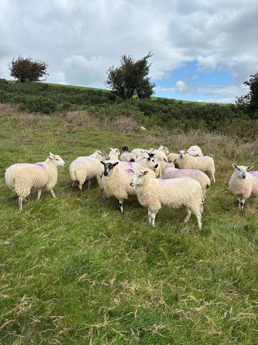 Sheep - Image 1