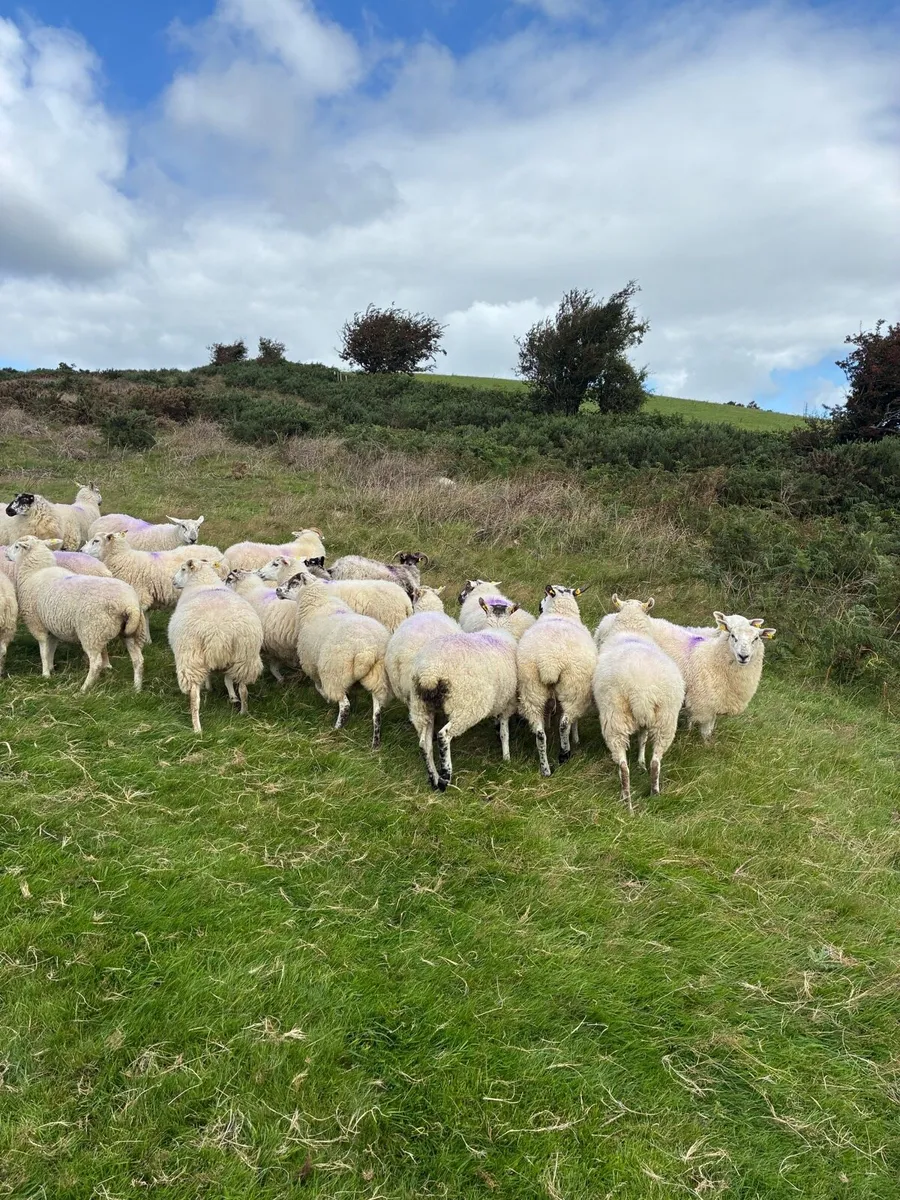Sheep - Image 2