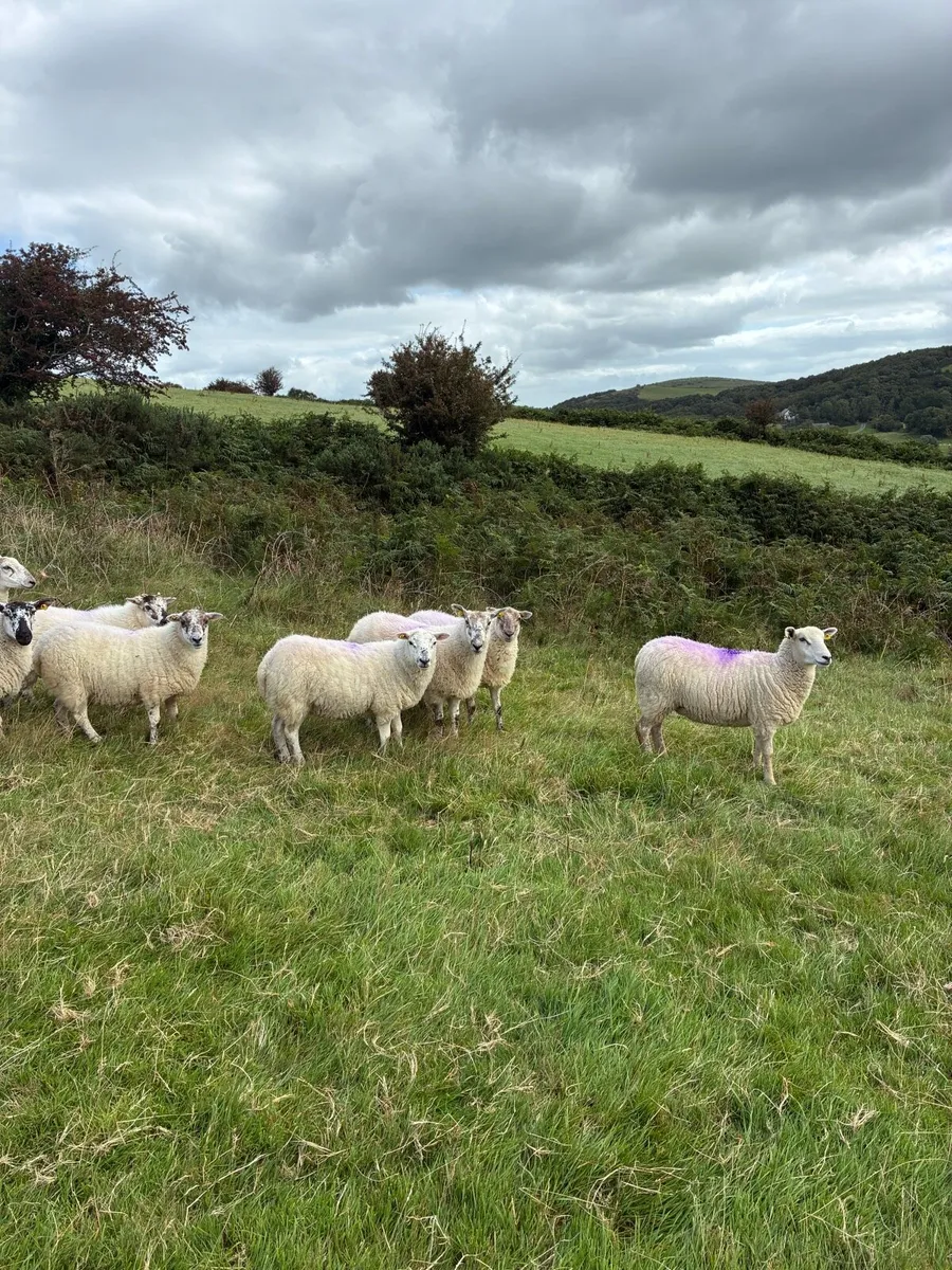 Sheep - Image 3