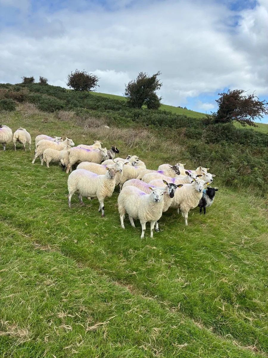 Sheep - Image 4