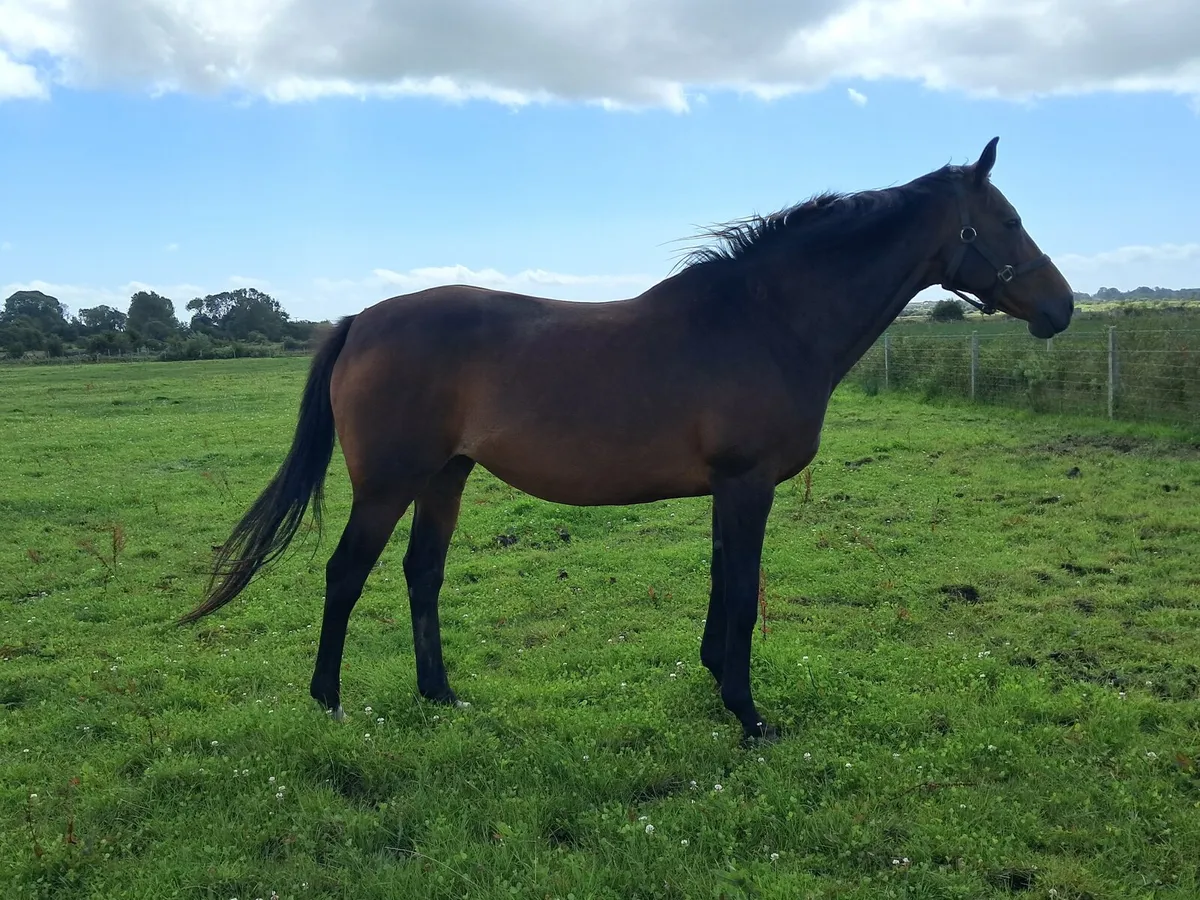Horse - Image 1