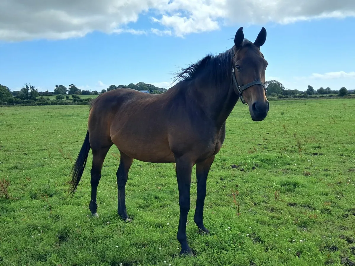 Horse - Image 2