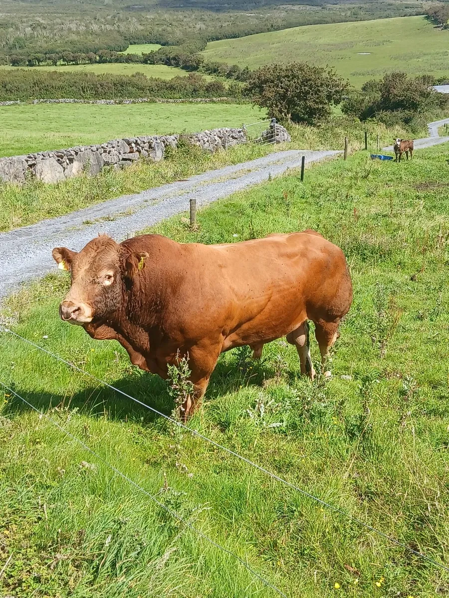 Limousin bull - Image 2