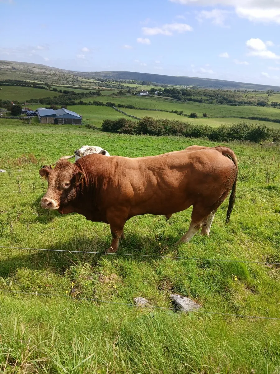 Limousin bull - Image 3