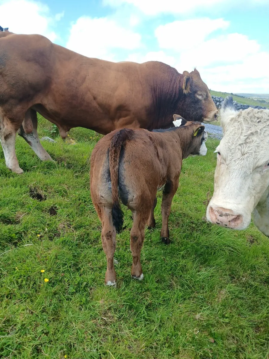 Limousin bull - Image 4