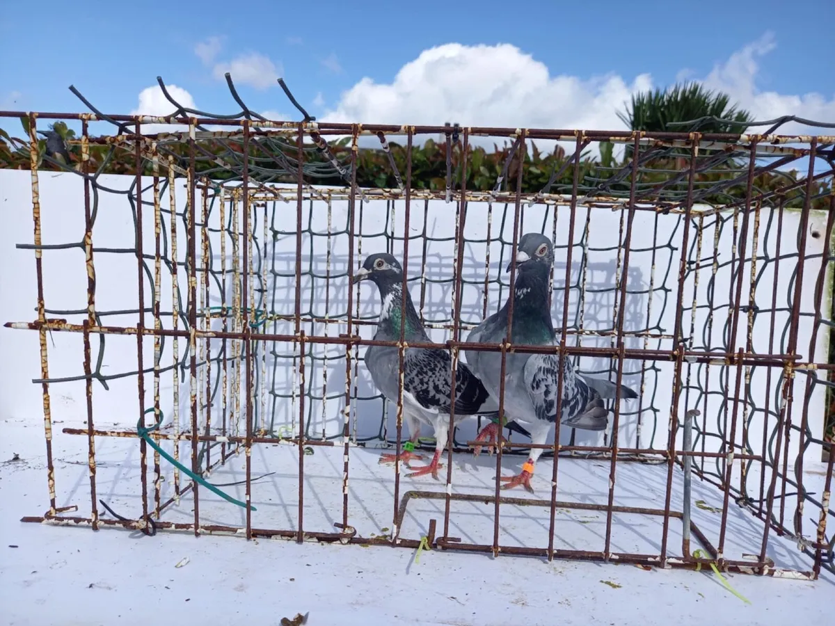 Channel Racing Pigeon, Roller Pigeon and More! - Image 2