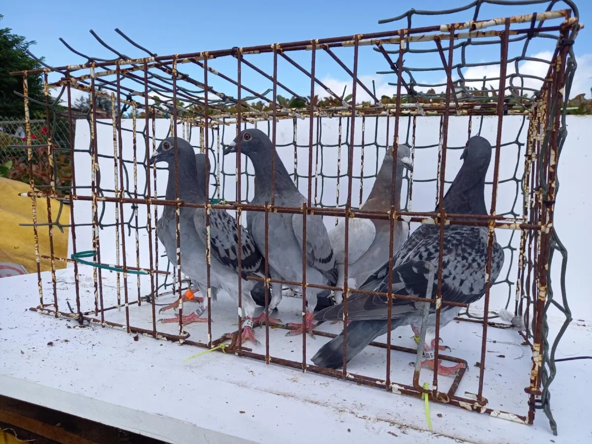 Channel Racing Pigeon, Roller Pigeon and More! - Image 3