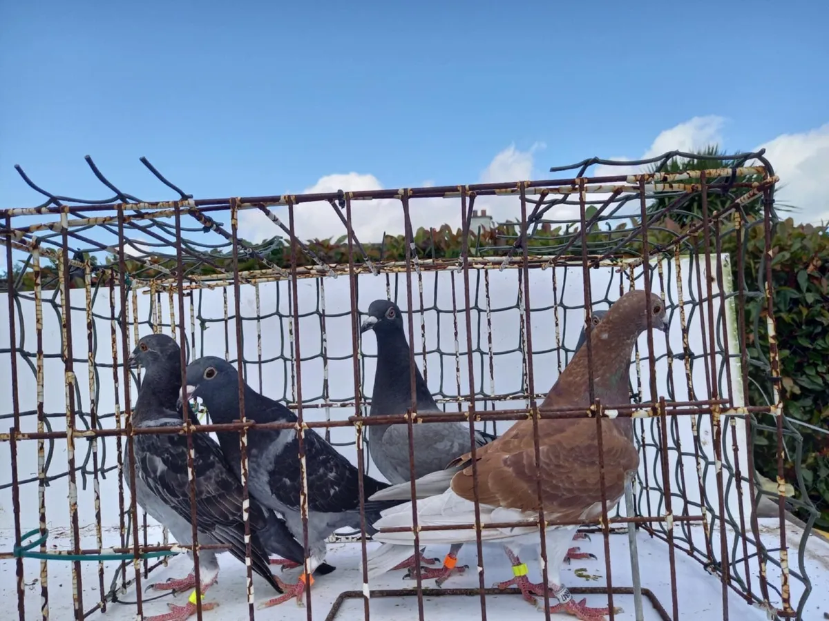 Channel Racing Pigeon, Roller Pigeon and More! - Image 4