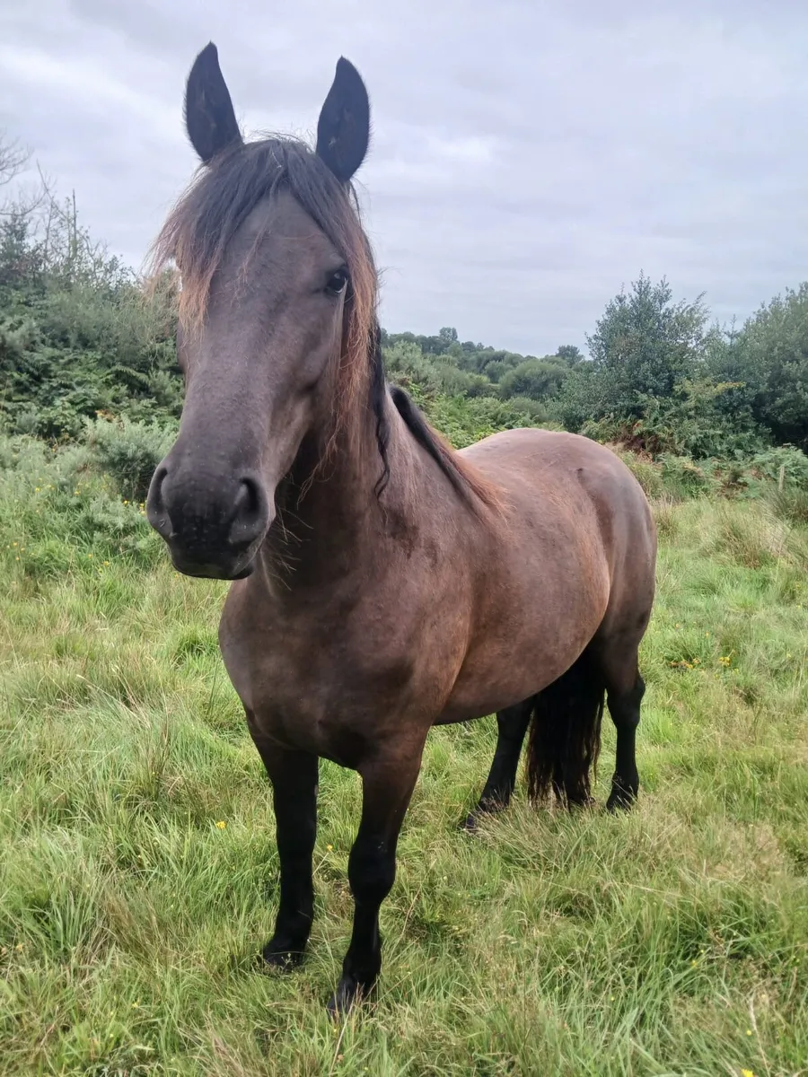 Black gelding - Image 1