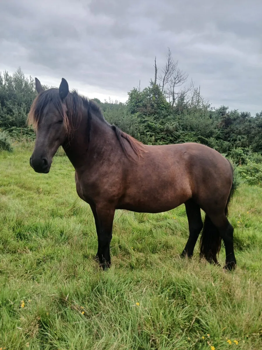 Black gelding - Image 2