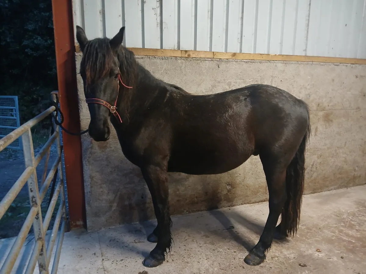 Black gelding - Image 3