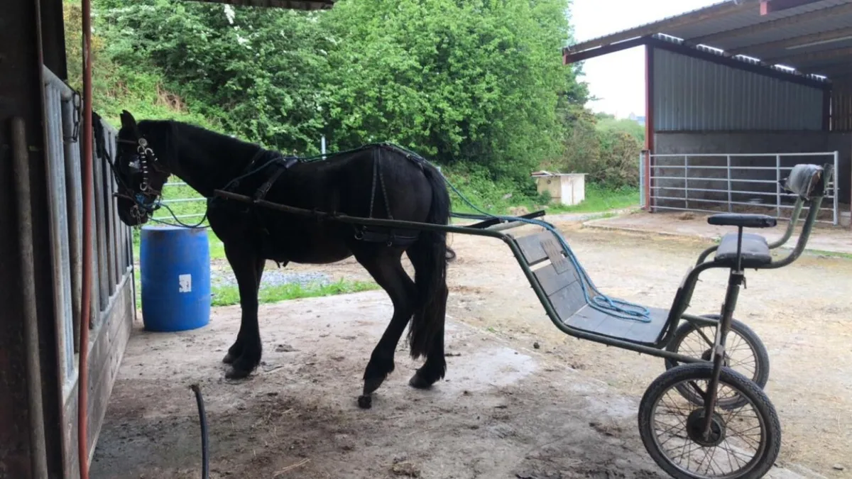 Black gelding - Image 4