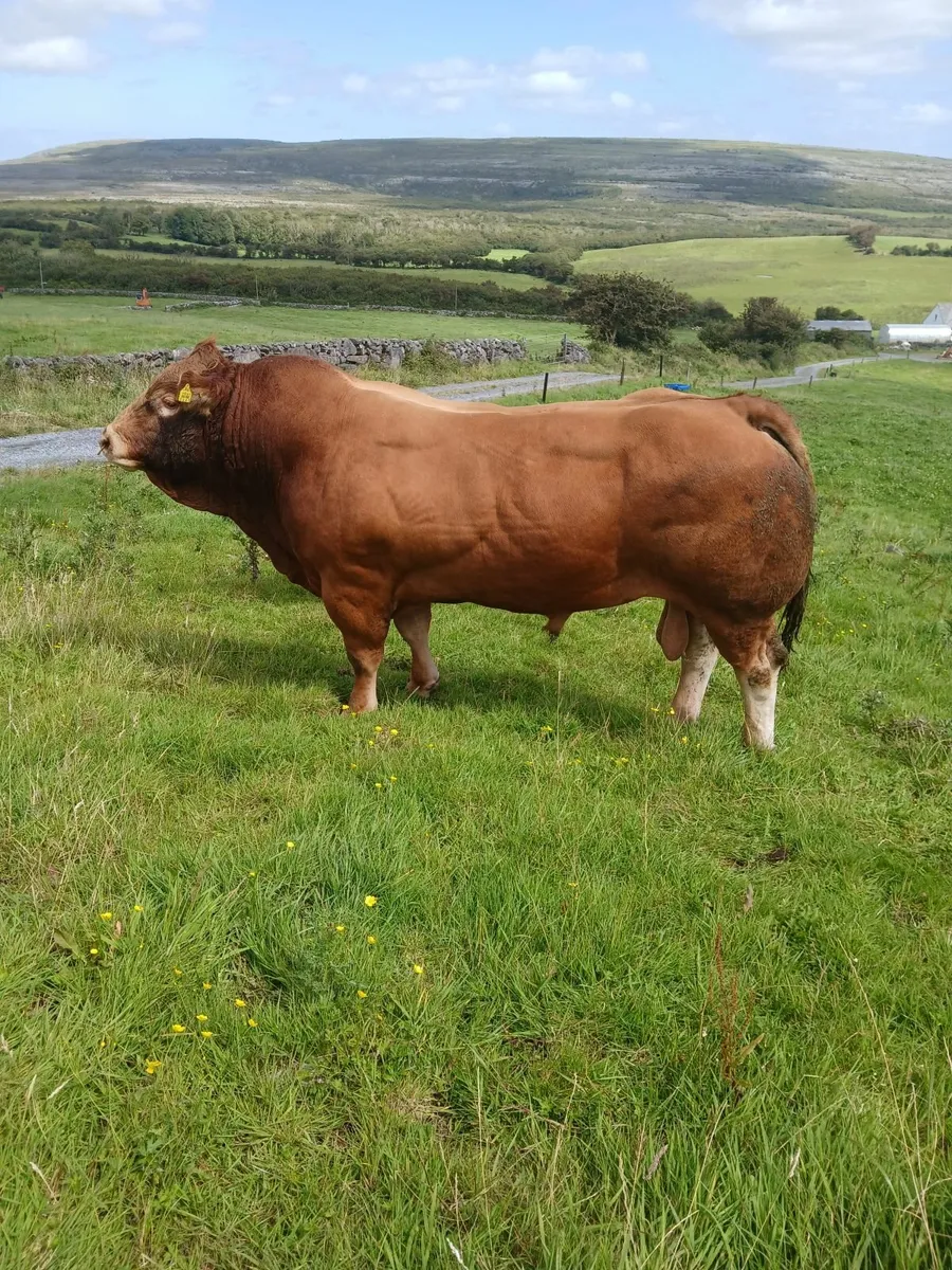 Limousin bull - Image 1
