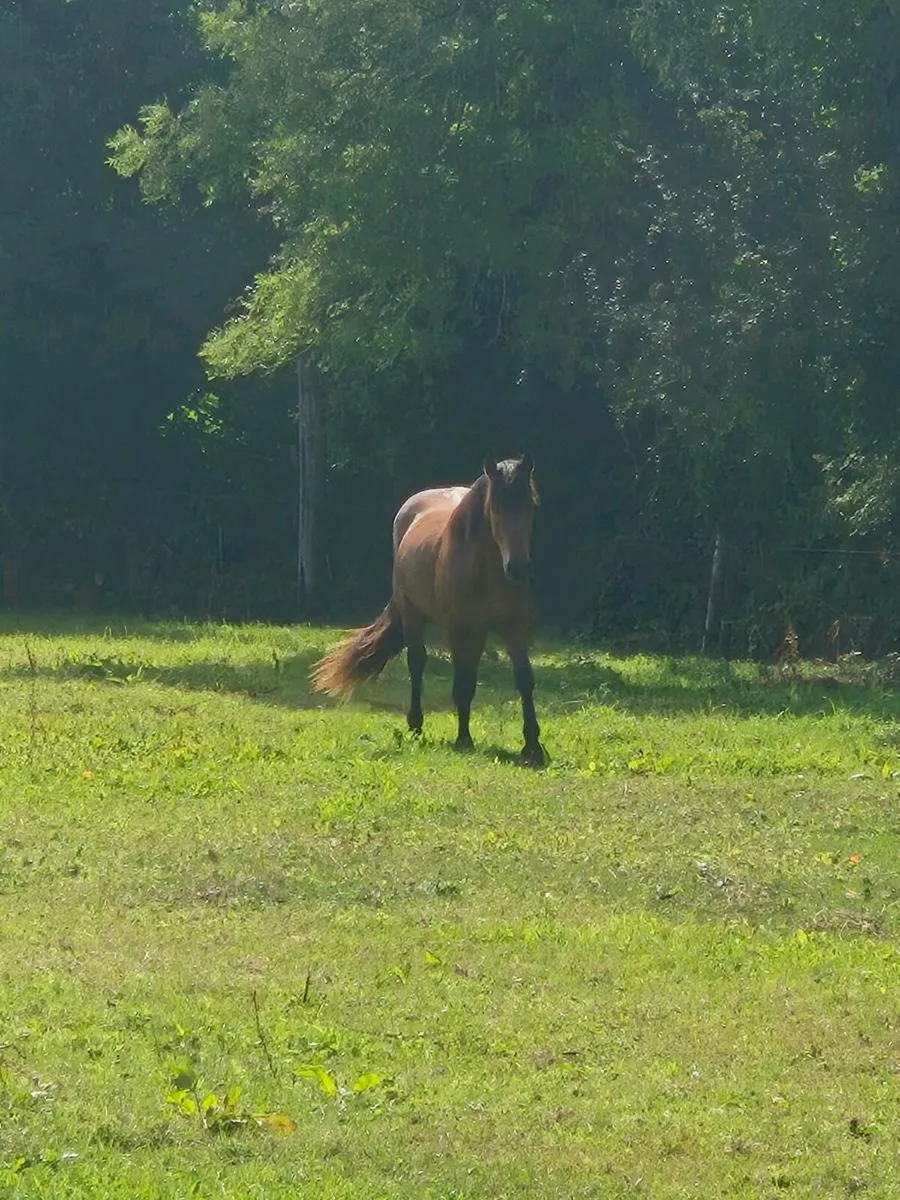 Connemara Pony - Image 1