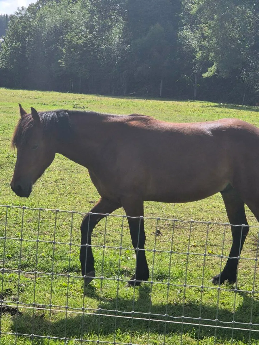 Connemara Pony - Image 2