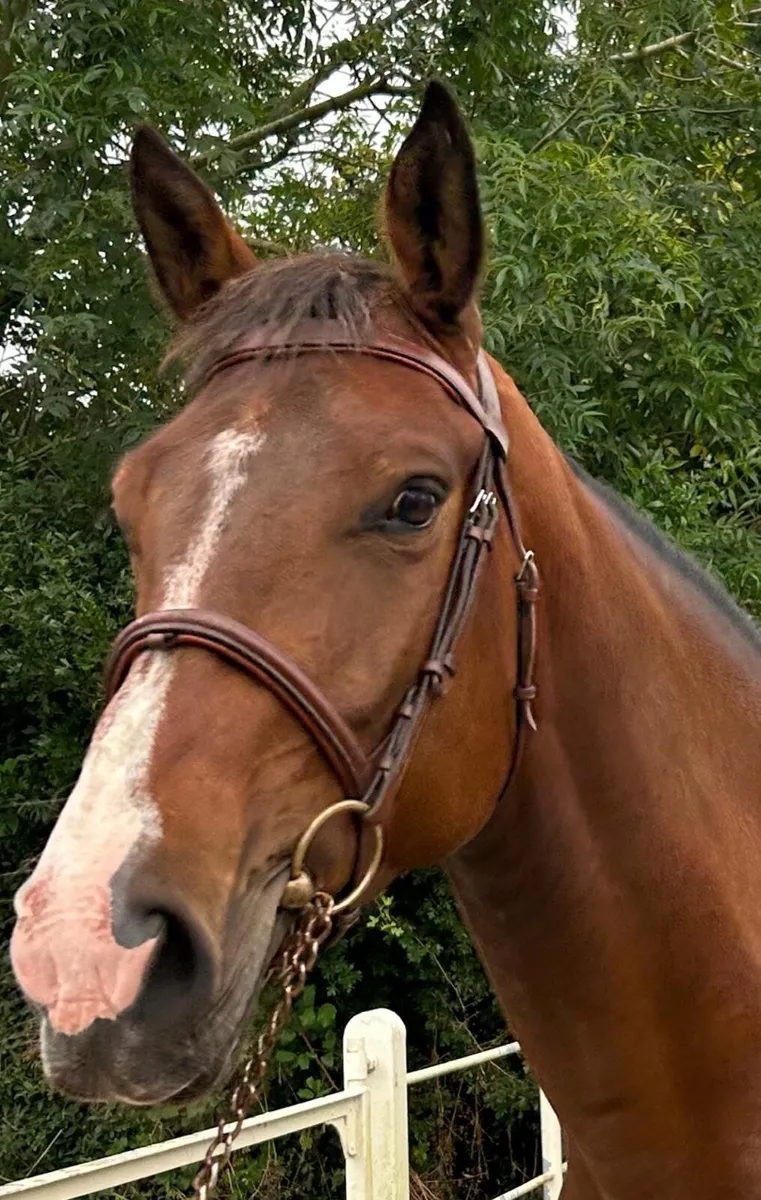 5 year old ISH Mare for sale - Image 3