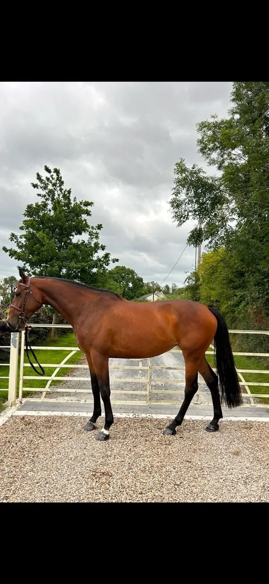 5 year old ISH Mare for sale - Image 4