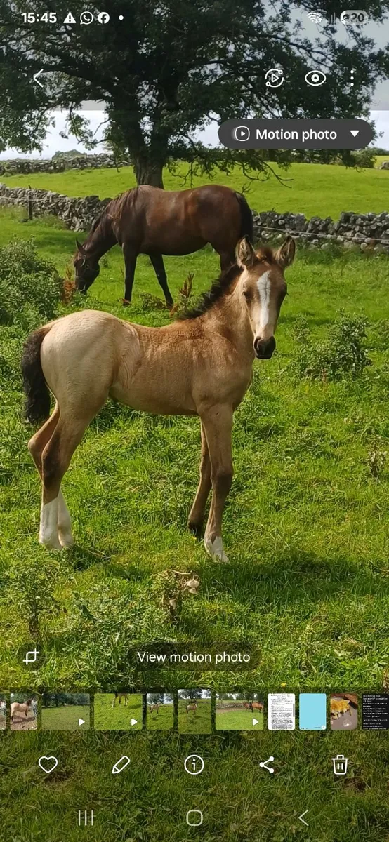 Dun Sports Horse - Image 1
