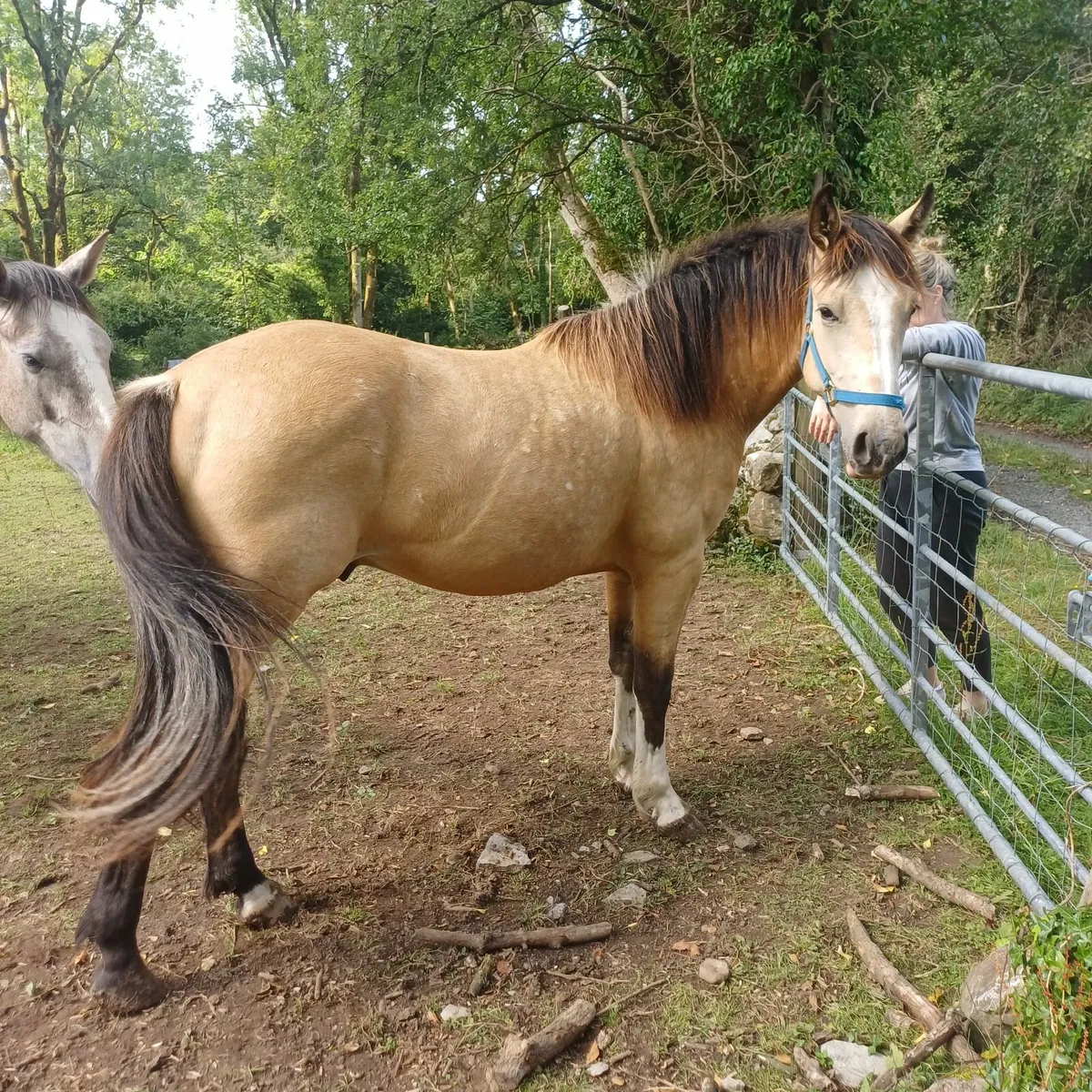 Dun Sports Horse - Image 2