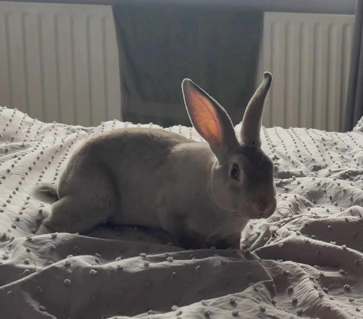 Mini Rex Rabbits pure breed - Image 2