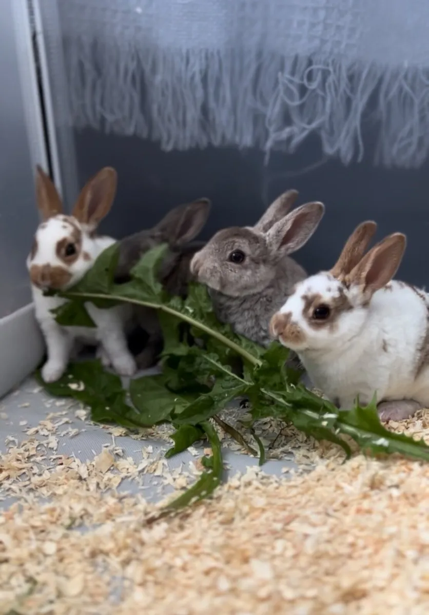 Mini Rex Rabbits pure breed - Image 1