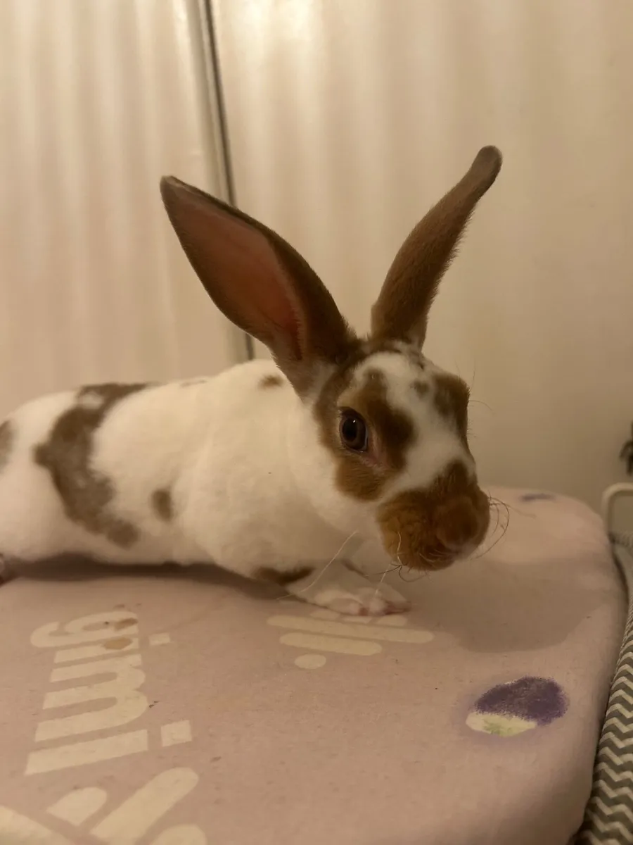 Mini Rex Rabbits pure breed - Image 3
