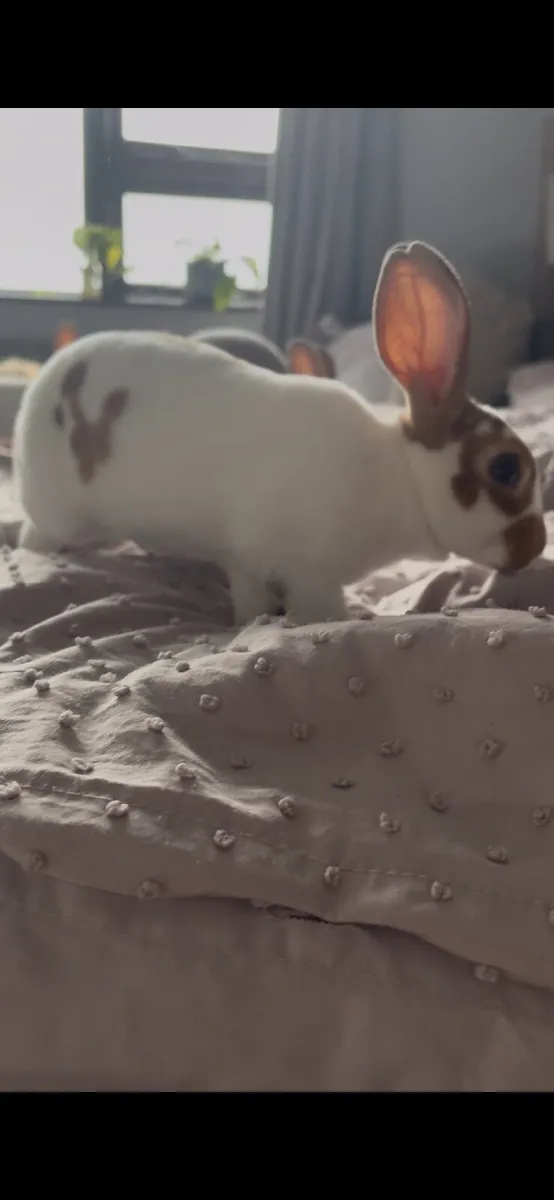 Mini Rex Rabbits pure breed - Image 4