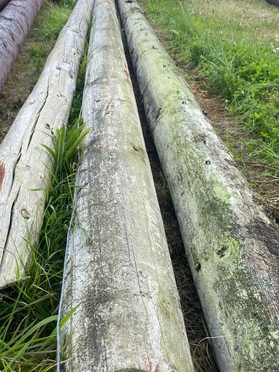 Telegraph Poles - Image 1