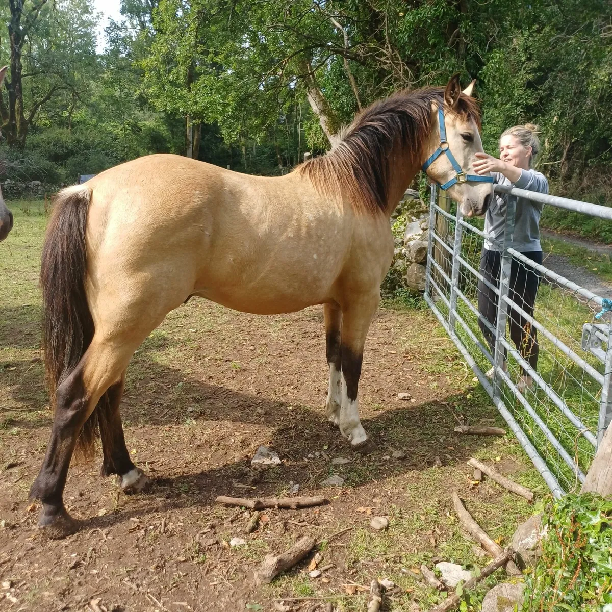 Dun Sports Horse - Image 3
