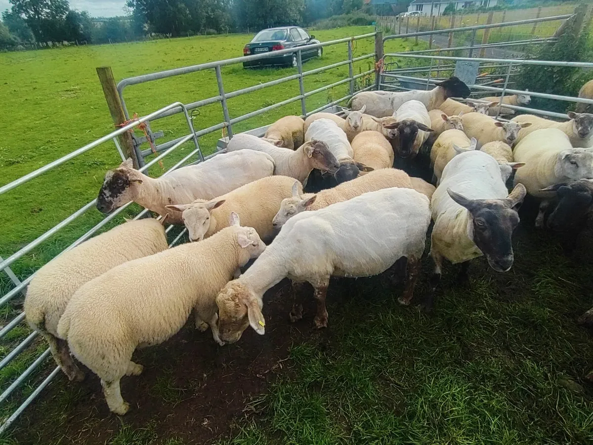 Mixed Store Lambs - Image 2