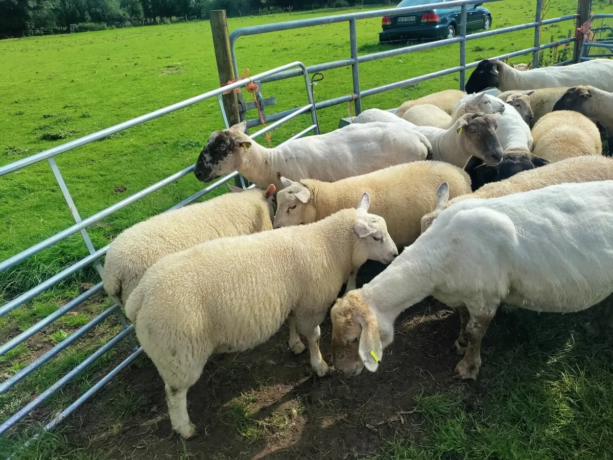 Mixed Store Lambs - Image 3