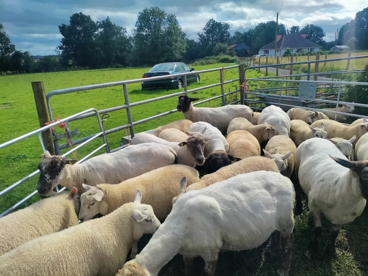 Mixed Store Lambs - Image 4