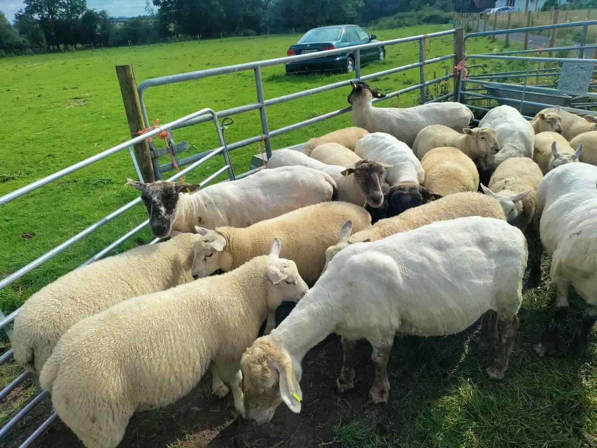 Mixed Store Lambs - Image 1