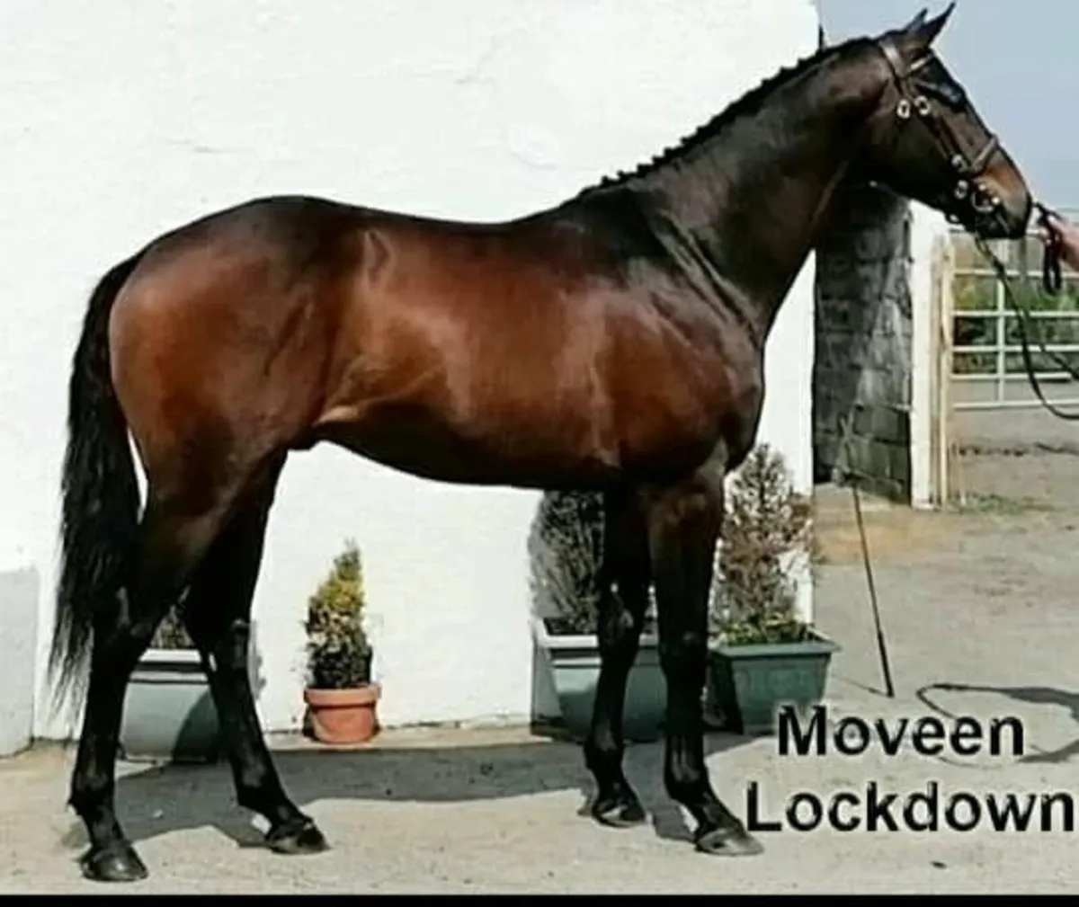 3 Year Old Geldings for Sale - Image 2