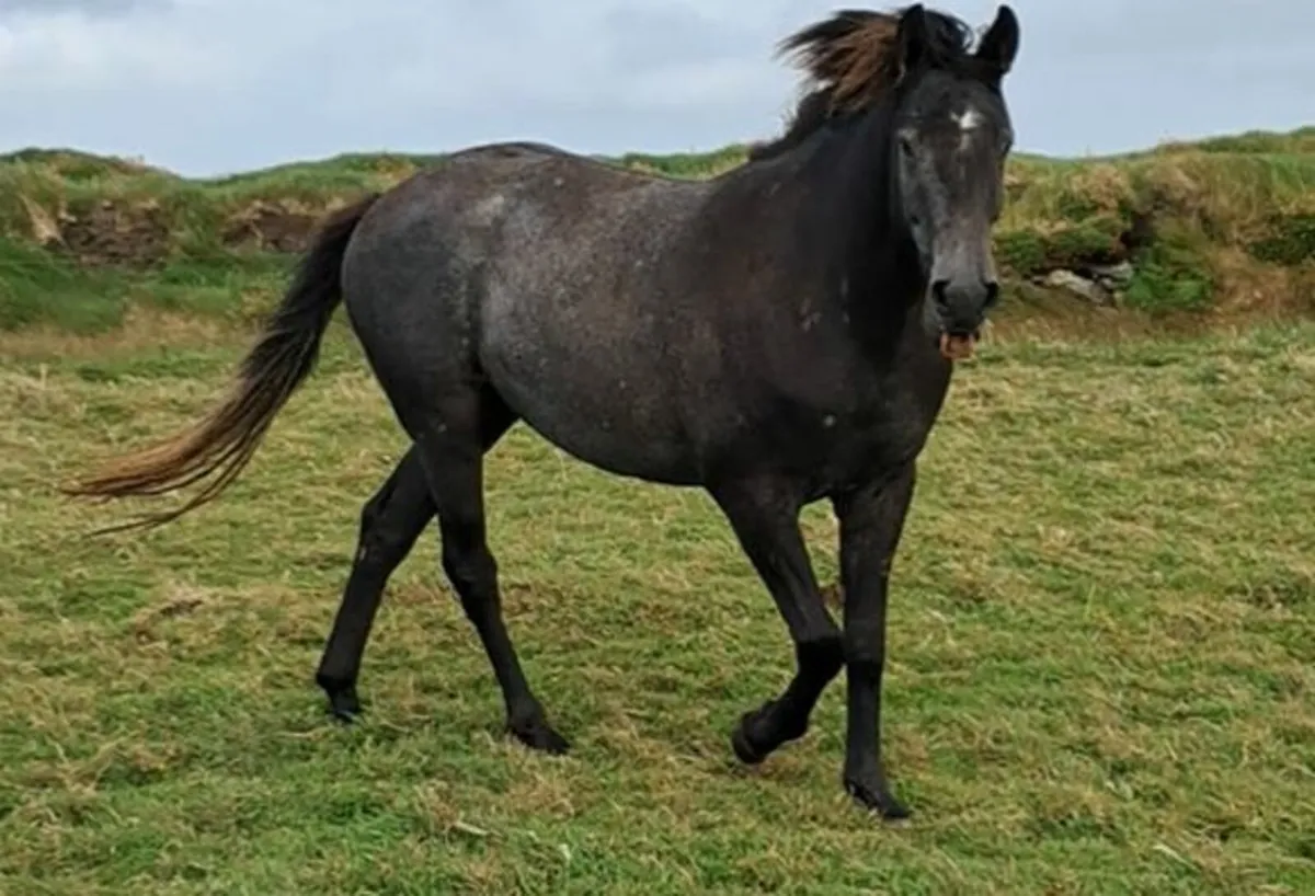 3 Year Old Geldings for Sale - Image 3